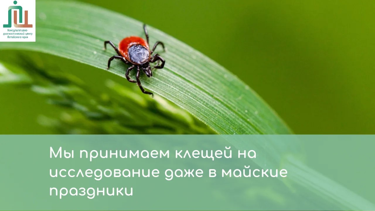Мы принимаем клещей на исследование даже в майские праздники
